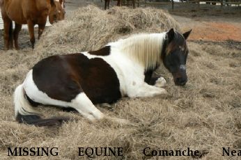 MISSING EQUINE Comanche, Near Cottonwood, AL, 36320